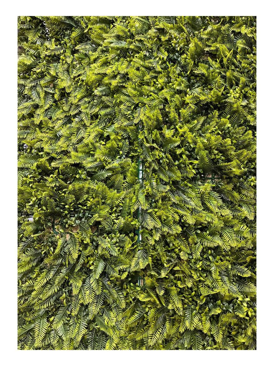 Jardim vertical Encantador: folhagens diversas, verdes ou em cores mescladas