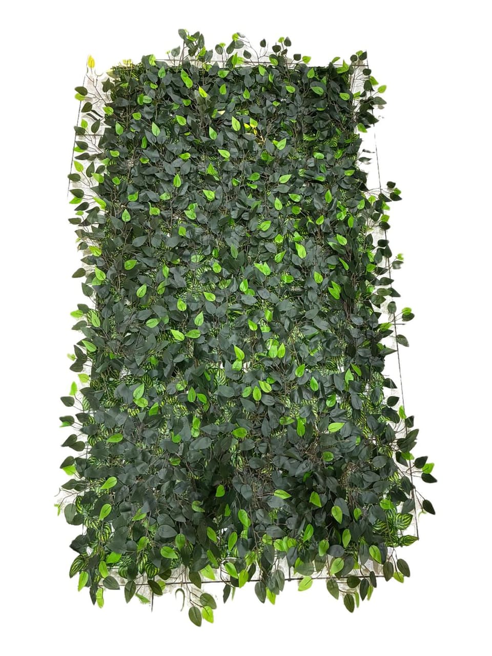 Jardim vertical Essencial: fícus permanente sobre tela, em tons de verde